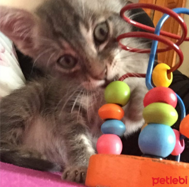 Tekir Kedi, Kedi  Duman fotoğrafı