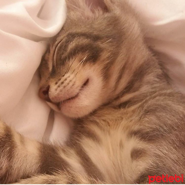 Tekir Kedi, Kedi  Duman fotoğrafı