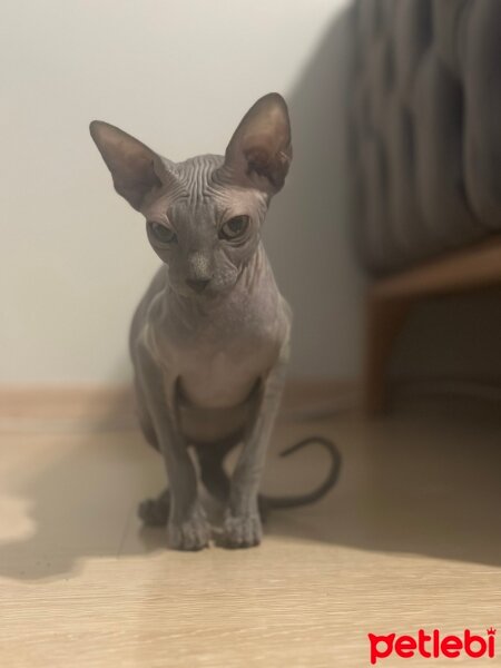 Sphynx, Kedi  Tinky fotoğrafı