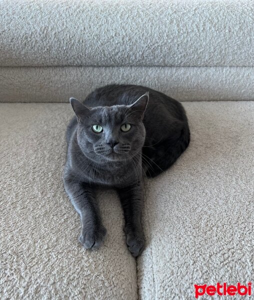 British Shorthair, Kedi  Cucu fotoğrafı