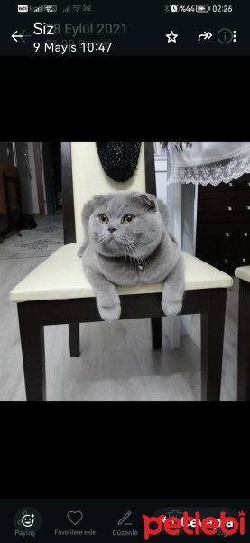 Scottish Fold, Kedi  Gofret fotoğrafı