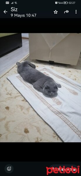 Scottish Fold, Kedi  Gofret fotoğrafı