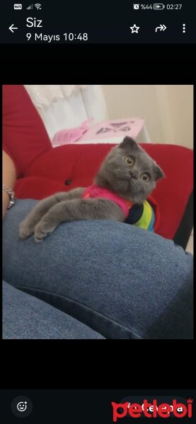 Scottish Fold, Kedi  Gofret fotoğrafı