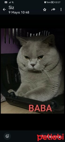 Scottish Fold, Kedi  Gofret fotoğrafı