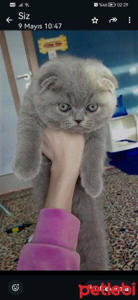 Scottish Fold, Kedi  Gofret fotoğrafı