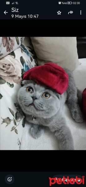 Scottish Fold, Kedi  Gofret fotoğrafı