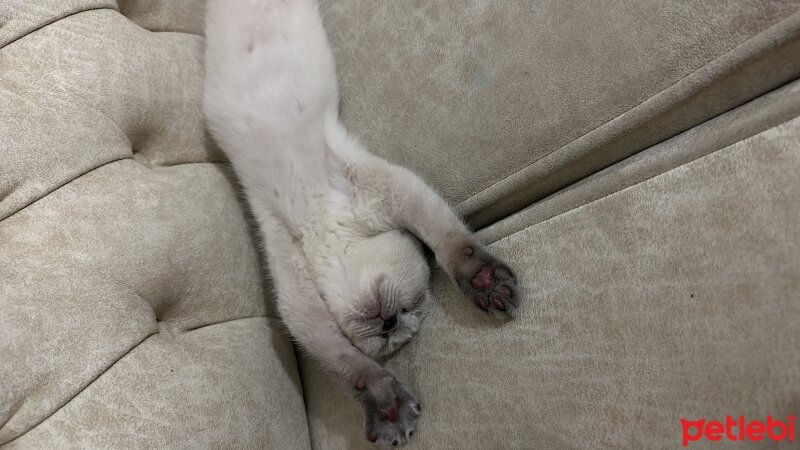 Scottish Fold, Kedi  müezza fotoğrafı