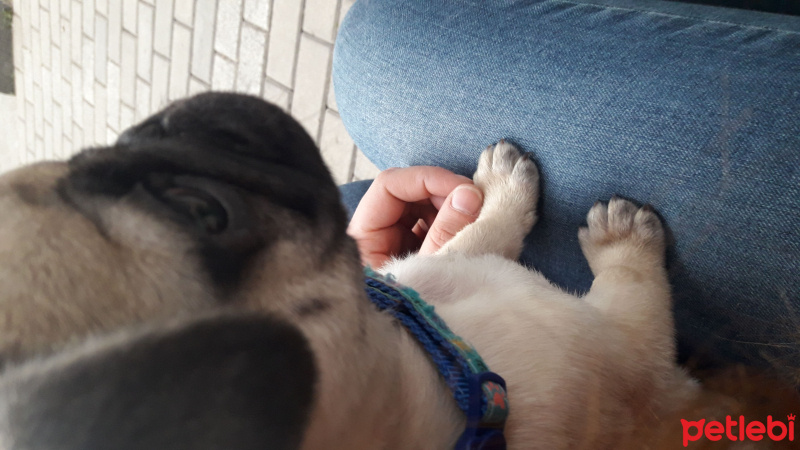 Pug, Köpek  Paşa fotoğrafı
