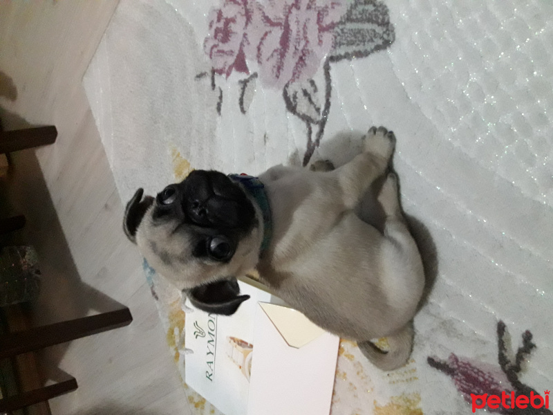 Pug, Köpek  Paşa fotoğrafı