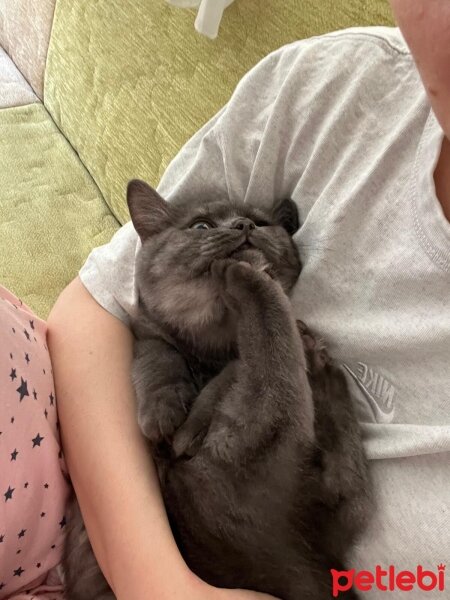 British Shorthair, Kedi  Gariban fotoğrafı