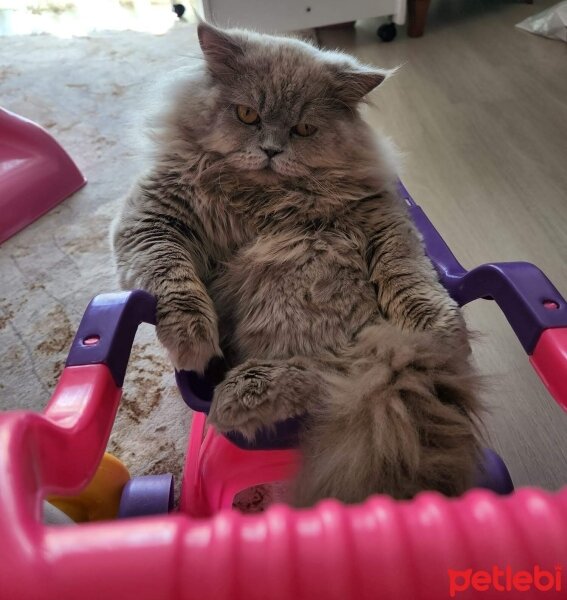 British Longhair, Kedi  Carlos fotoğrafı