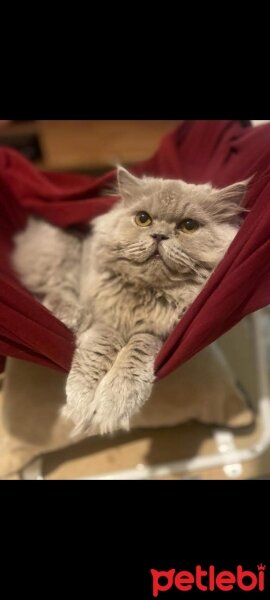 British Longhair, Kedi  Carlos fotoğrafı