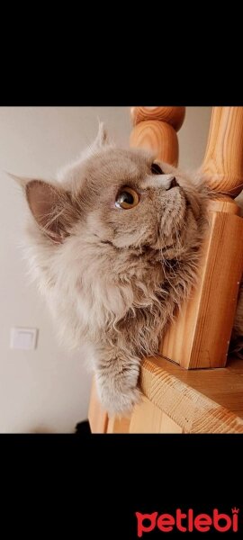 British Longhair, Kedi  Carlos fotoğrafı