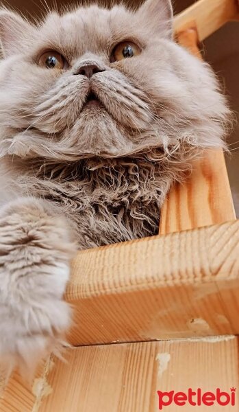 British Longhair, Kedi  Carlos fotoğrafı