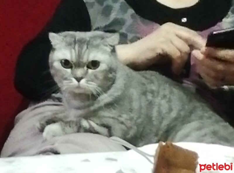 Scottish Fold, Kedi  Pi fotoğrafı