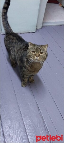 Scottish Fold, Kedi  Leo fotoğrafı