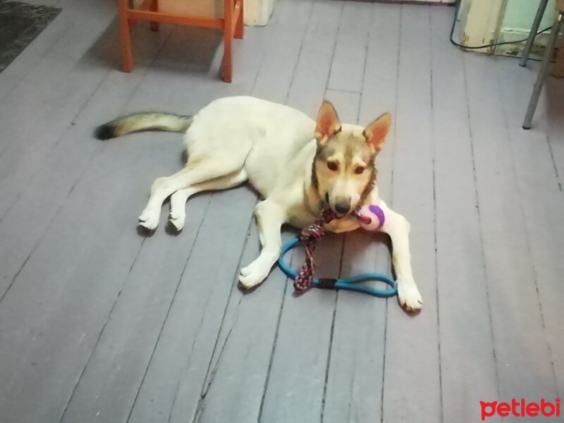 Sibirya Kurdu (Husky), Köpek  Minci fotoğrafı