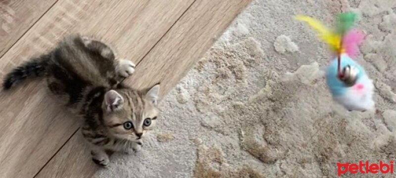 British Shorthair, Kedi  Tabby fotoğrafı