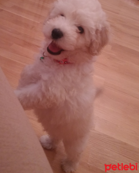 Poodle (Minyatür Kaniş), Köpek  Alex fotoğrafı
