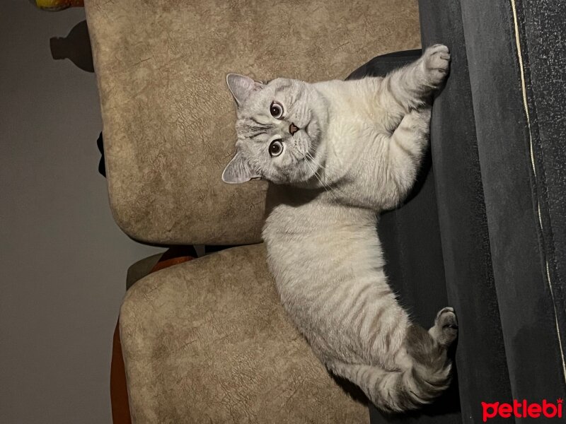 Scottish Fold, Kedi  Luca fotoğrafı