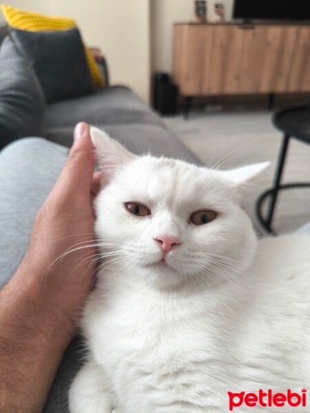 British Shorthair, Kedi  Behlül fotoğrafı