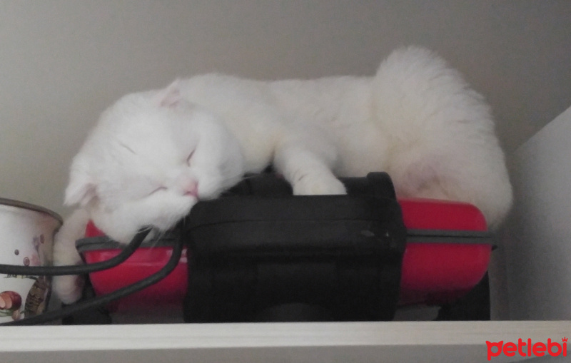 Scottish Fold, Kedi  Ozi fotoğrafı