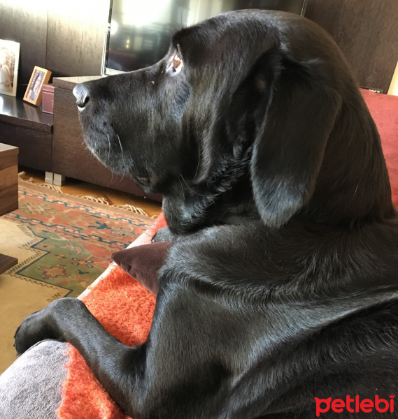 Labrador Retriever, Köpek  Barut fotoğrafı