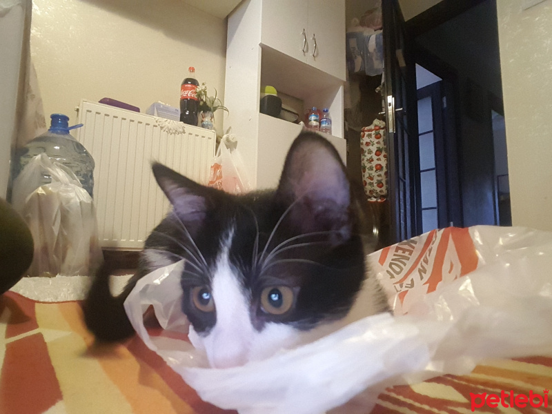 Tuxedo (Smokin) Kedi, Kedi  Pamuk fotoğrafı