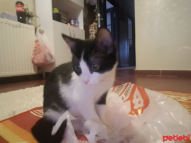 Tuxedo (Smokin) Kedi, Kedi  Pamuk fotoğrafı