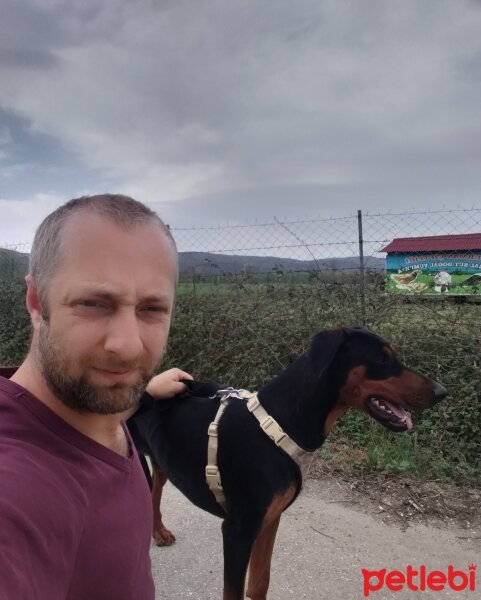 Doberman Pinscher, Köpek  Rocky fotoğrafı