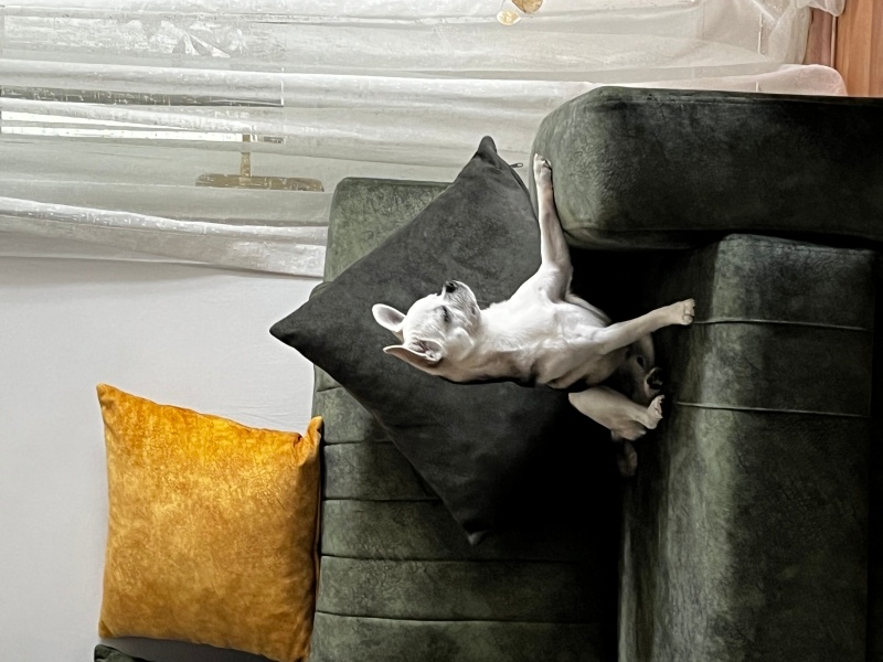 Doberman Pinscher, Köpek  Rocky fotoğrafı