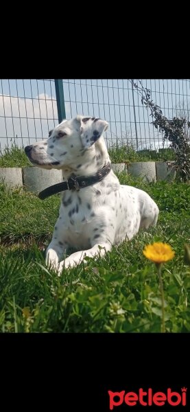 İngiliz Setter, Köpek  Safir fotoğrafı