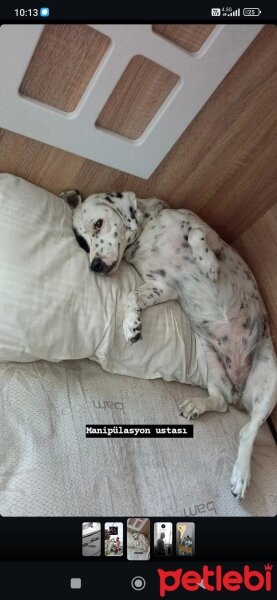 İngiliz Setter, Köpek  Safir fotoğrafı