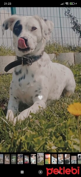 İngiliz Setter, Köpek  Safir fotoğrafı