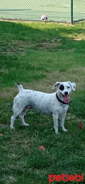 İngiliz Setter, Köpek  Safir fotoğrafı