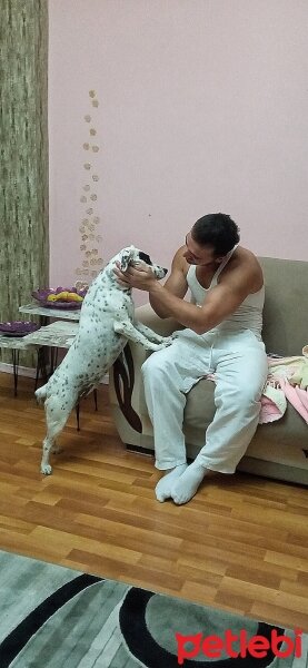 İngiliz Setter, Köpek  Safir fotoğrafı