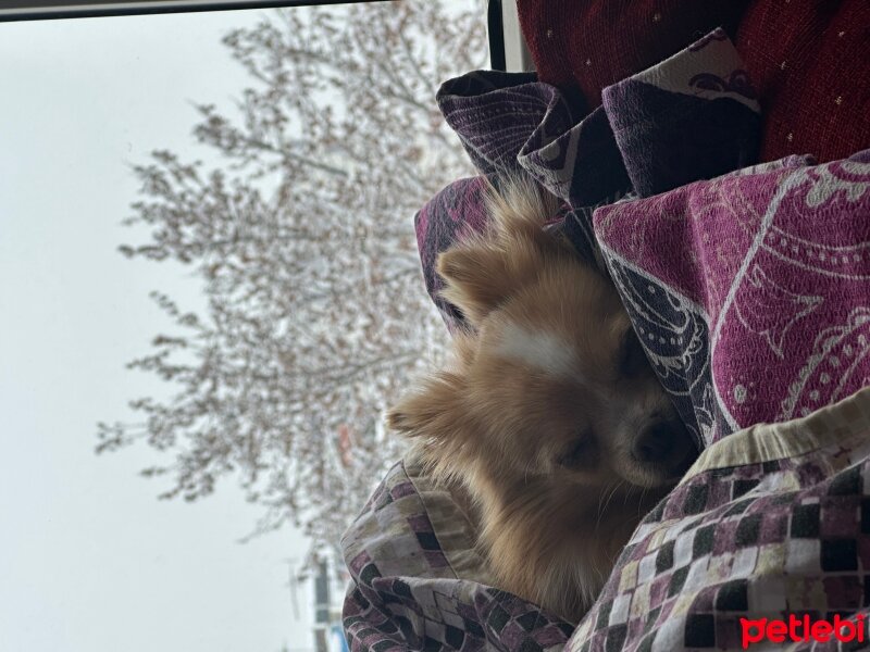 Pomeranyalı, Köpek  Winnie fotoğrafı