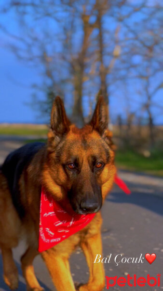 Alman Çoban Köpeği, Köpek  Fox fotoğrafı