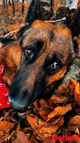 Alman Çoban Köpeği, Köpek  Fox fotoğrafı