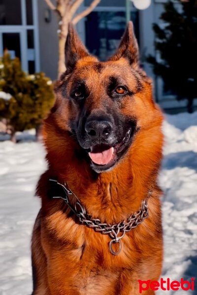 Alman Çoban Köpeği, Köpek  Fox fotoğrafı