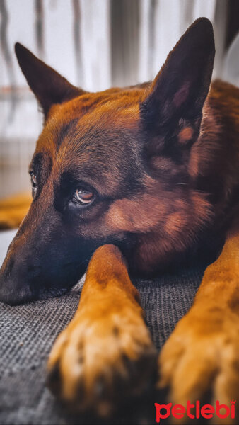 Alman Çoban Köpeği, Köpek  Fox fotoğrafı