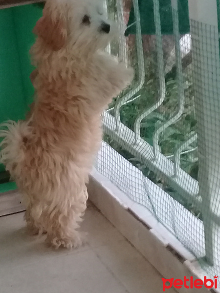 Avustralya Terrier, Köpek  tarcın fotoğrafı