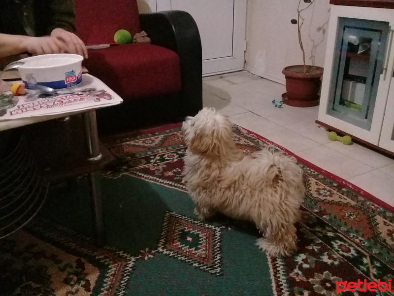 Avustralya Terrier, Köpek  tarcın fotoğrafı