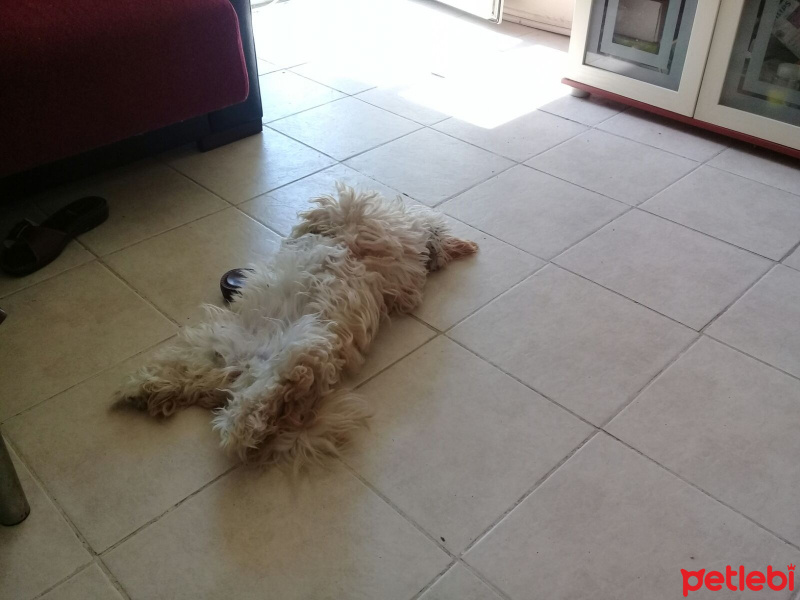 Avustralya Terrier, Köpek  tarcın fotoğrafı