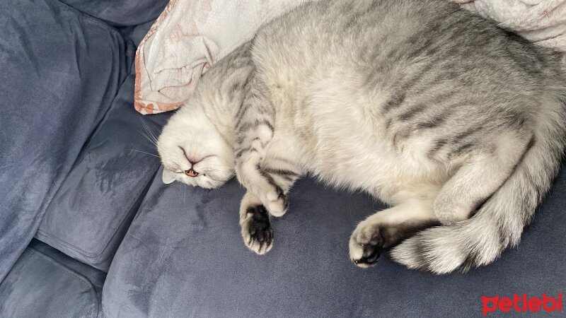 British Shorthair, Kedi  Cesur fotoğrafı