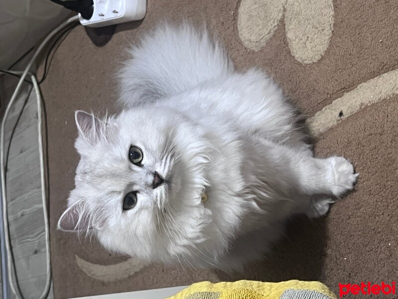 British Longhair, Kedi  LOKUM fotoğrafı