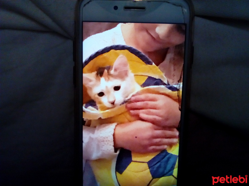 Tekir Kedi, Kedi  Şeker fotoğrafı