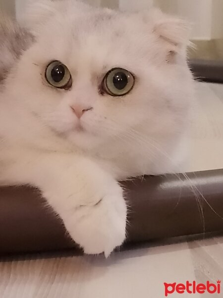 Scottish Fold, Kedi  masha fotoğrafı