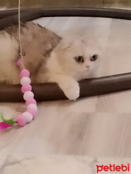 Scottish Fold, Kedi  masha fotoğrafı