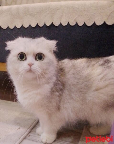 Scottish Fold, Kedi  masha fotoğrafı